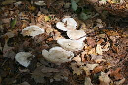 صورة Leucopaxillus