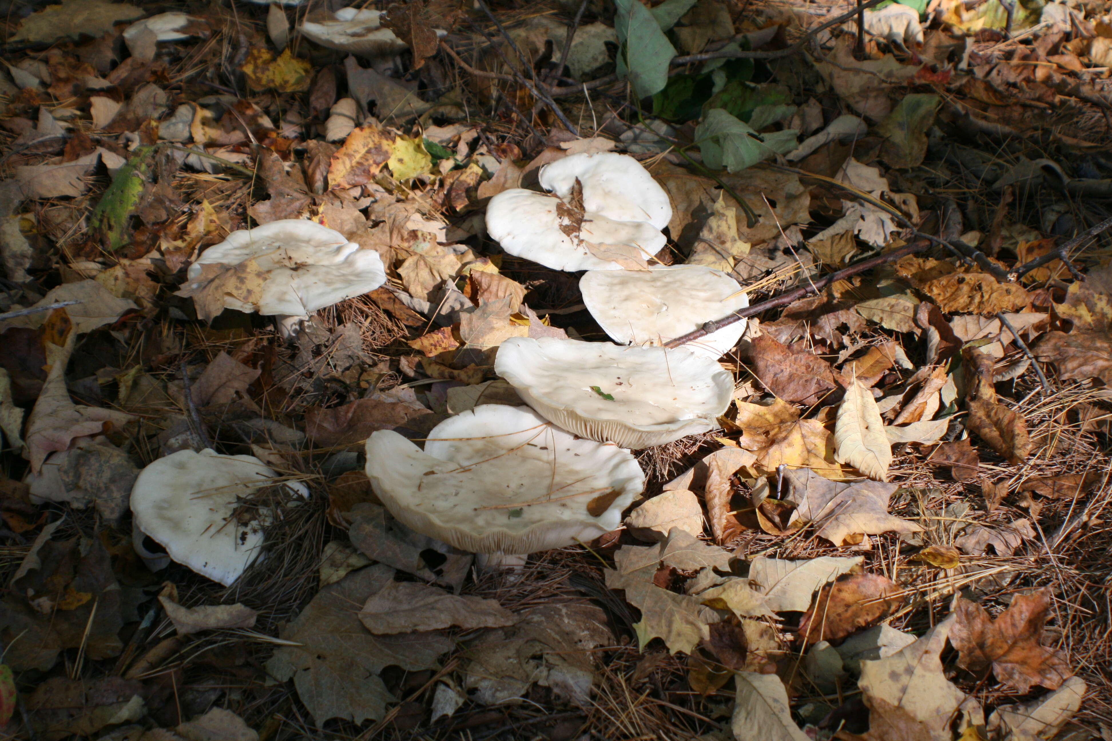 صورة Leucopaxillus