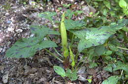 Image of Arum Lilies