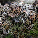 Image of Bitter tube lichen