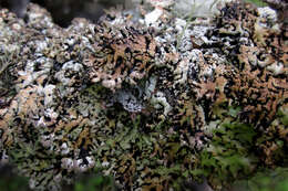 Image of Bitter tube lichen