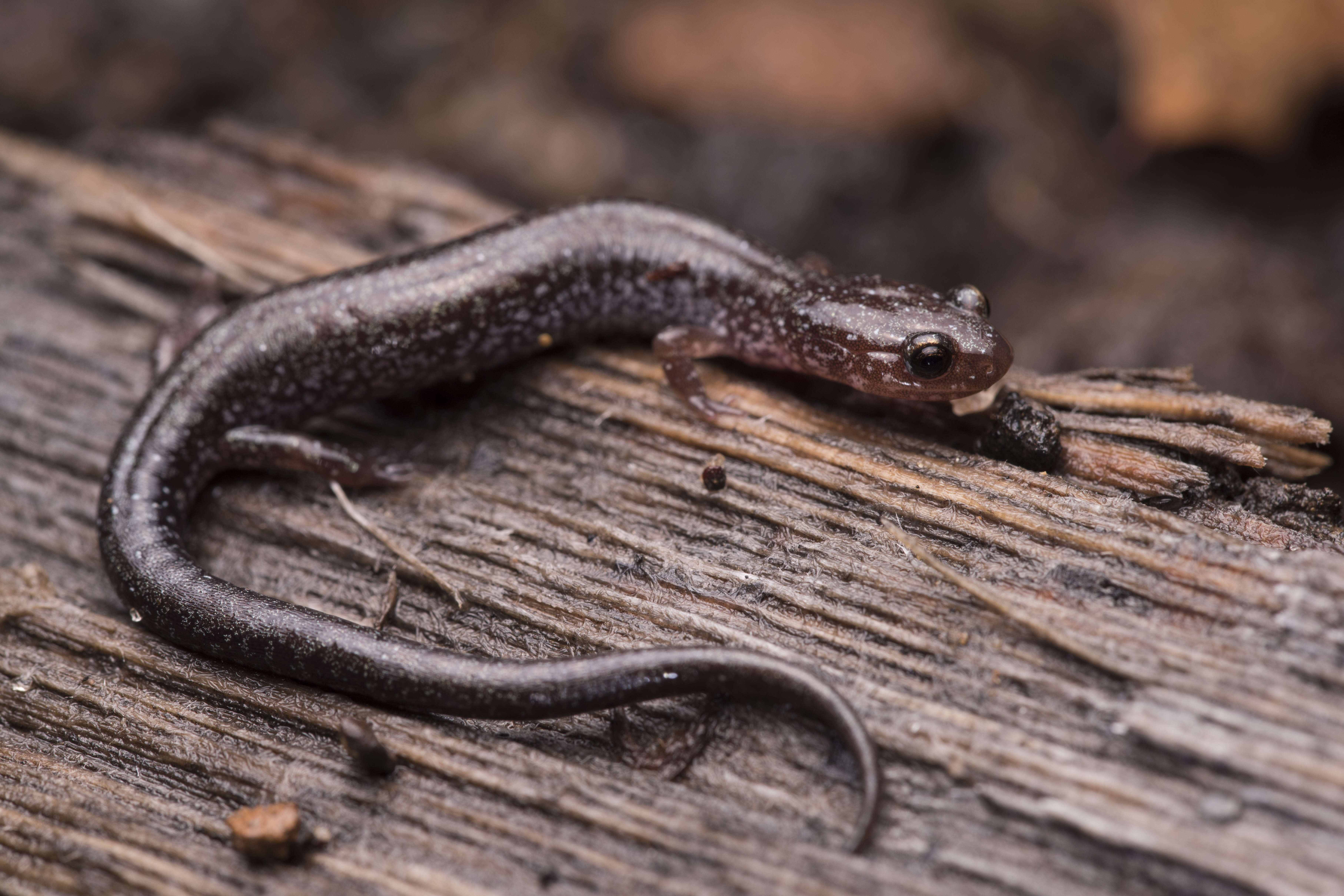 Plethodon cinereus (Green 1818) resmi