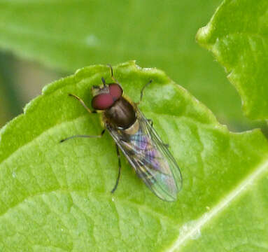 Image of Parasyrphus punctulatus (Verrall 1873)