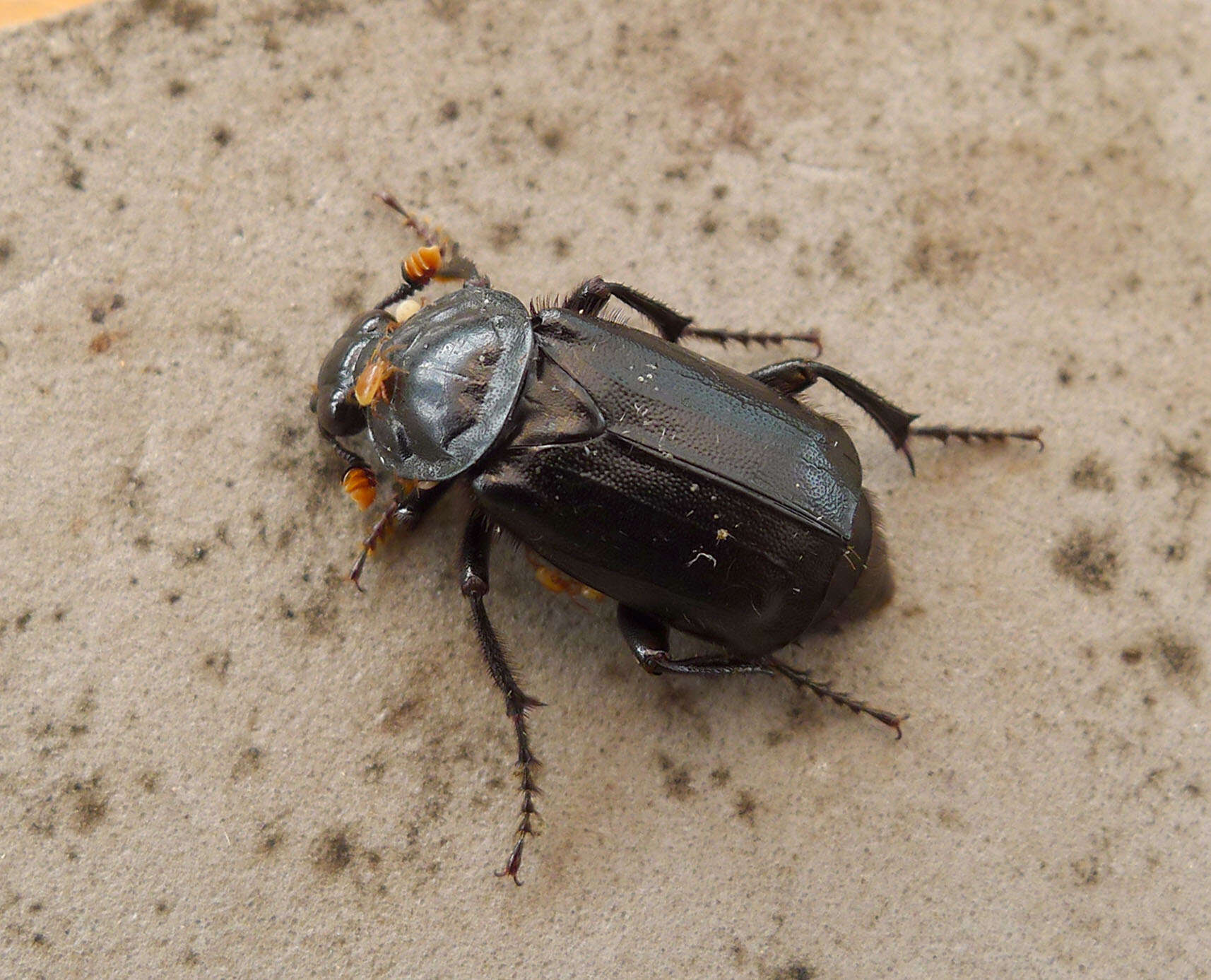 Image of Nicrophorus (Nicrophorus) humator (Gleditsch 1767)