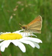 Image of essex skipper