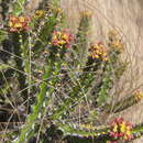 Image of Euphorbia ramulosa L. C. Leach