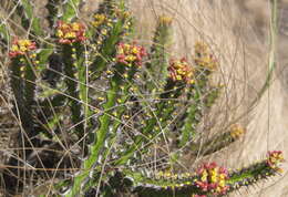 Sivun Euphorbia ramulosa L. C. Leach kuva