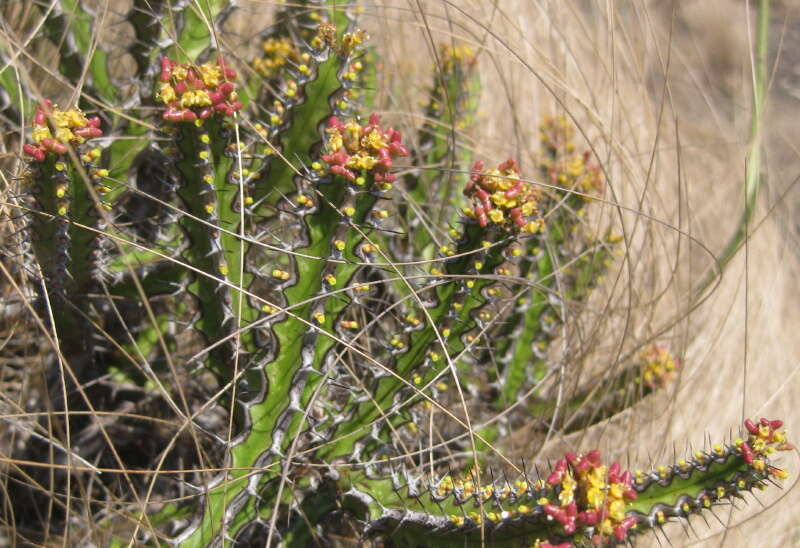 Sivun Euphorbia ramulosa L. C. Leach kuva