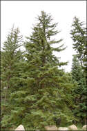 Image of Engelmann Spruce