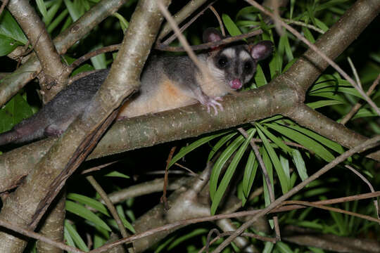 Image of Gray and black four-eyed opossum