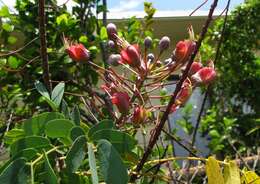 صورة Caesalpinia kauaiensis H. Mann