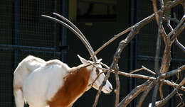 Image of Scimitar-horned Oryx