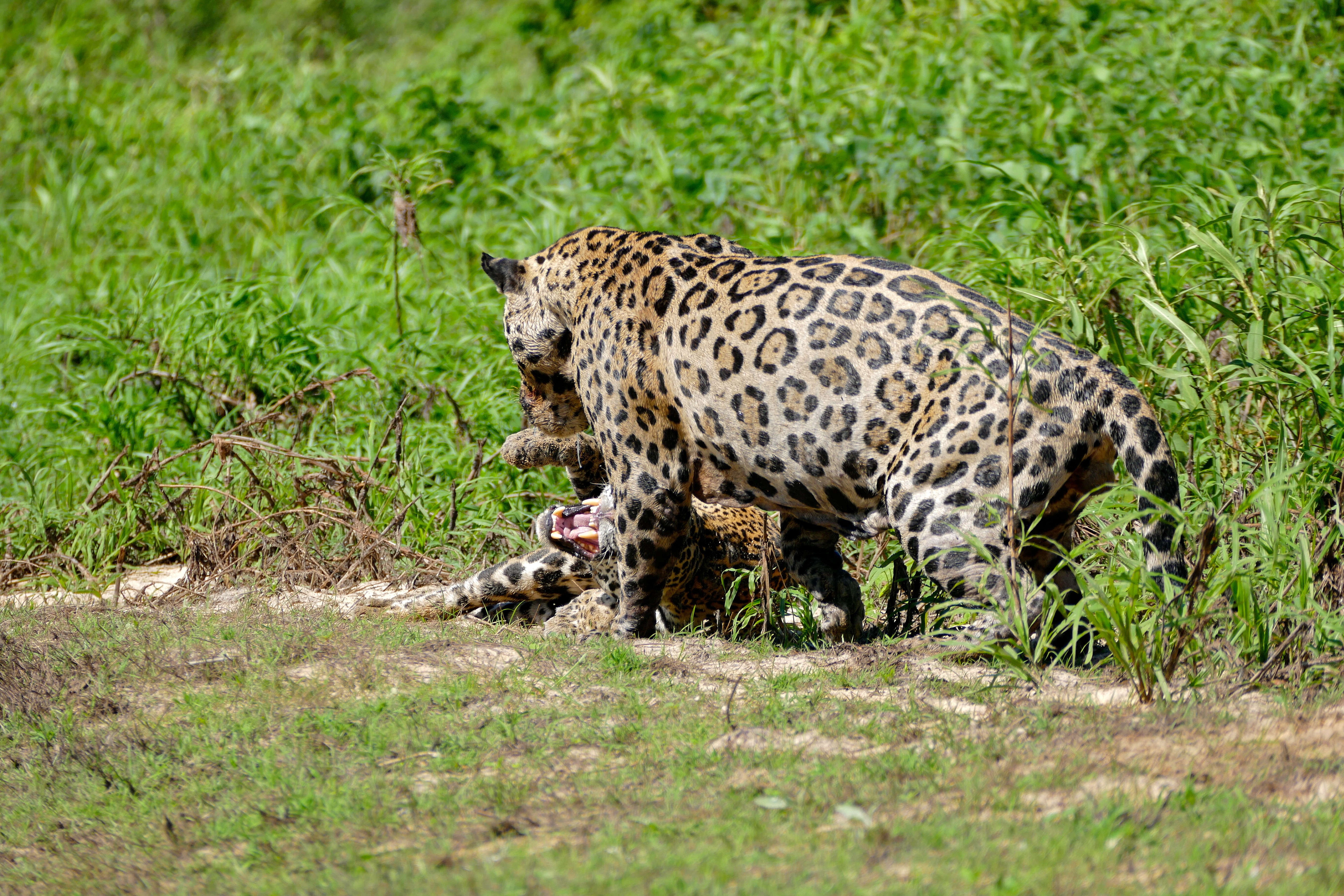 Image of big cats