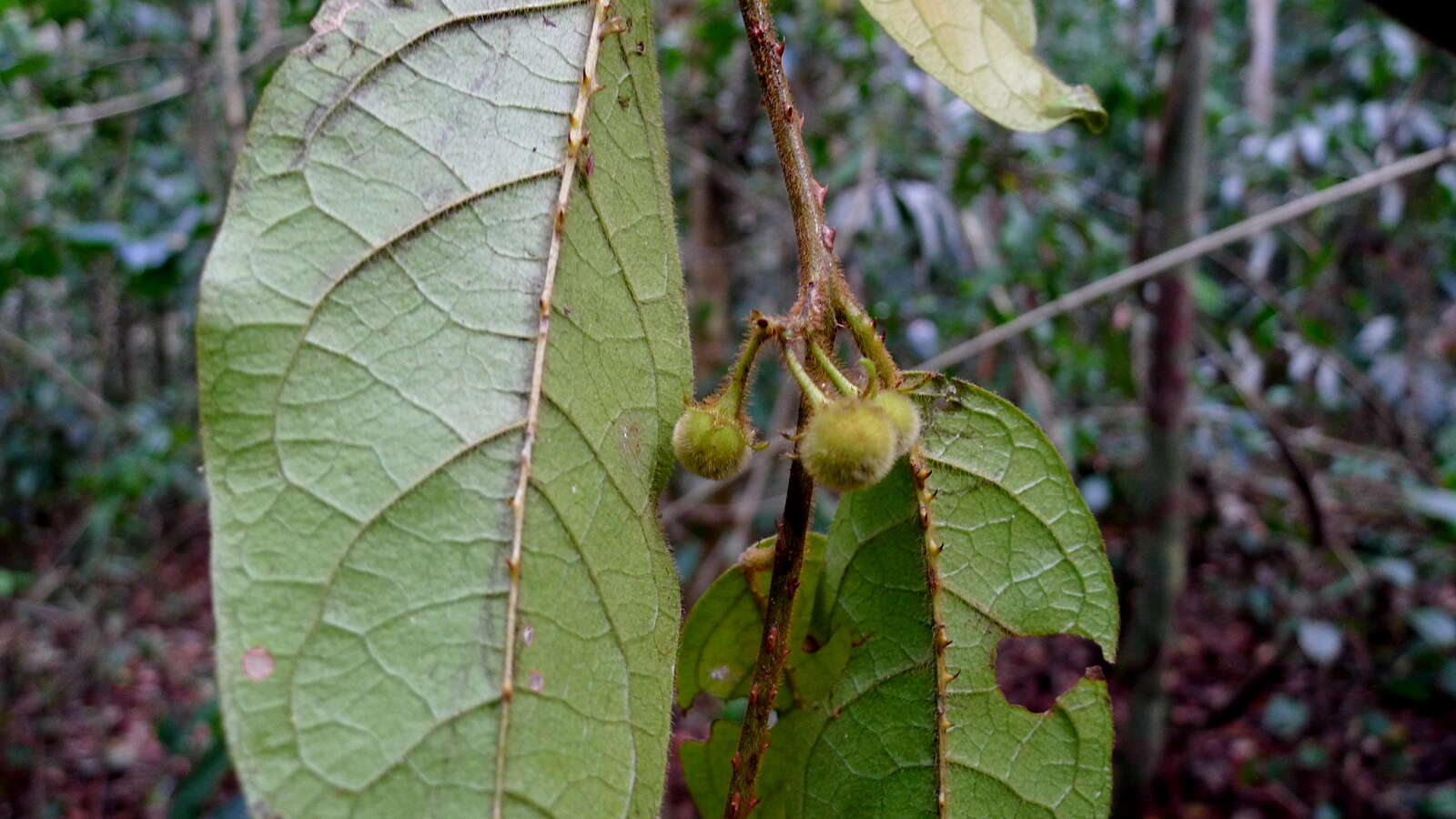 Слика од Solanum rupincola Sendtn.