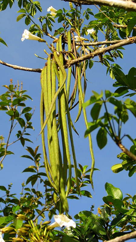 Image of Tabebuia elliptica (DC.) Sandwith