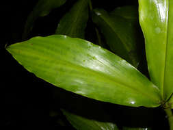 Image of Costus ricus Maas & H. Maas