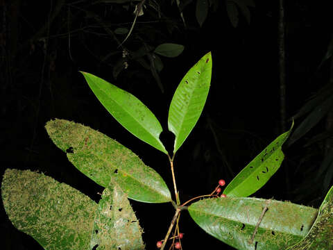 Image of Calyptranthes longicalyptrata B. Holst & M. L. Kawas.