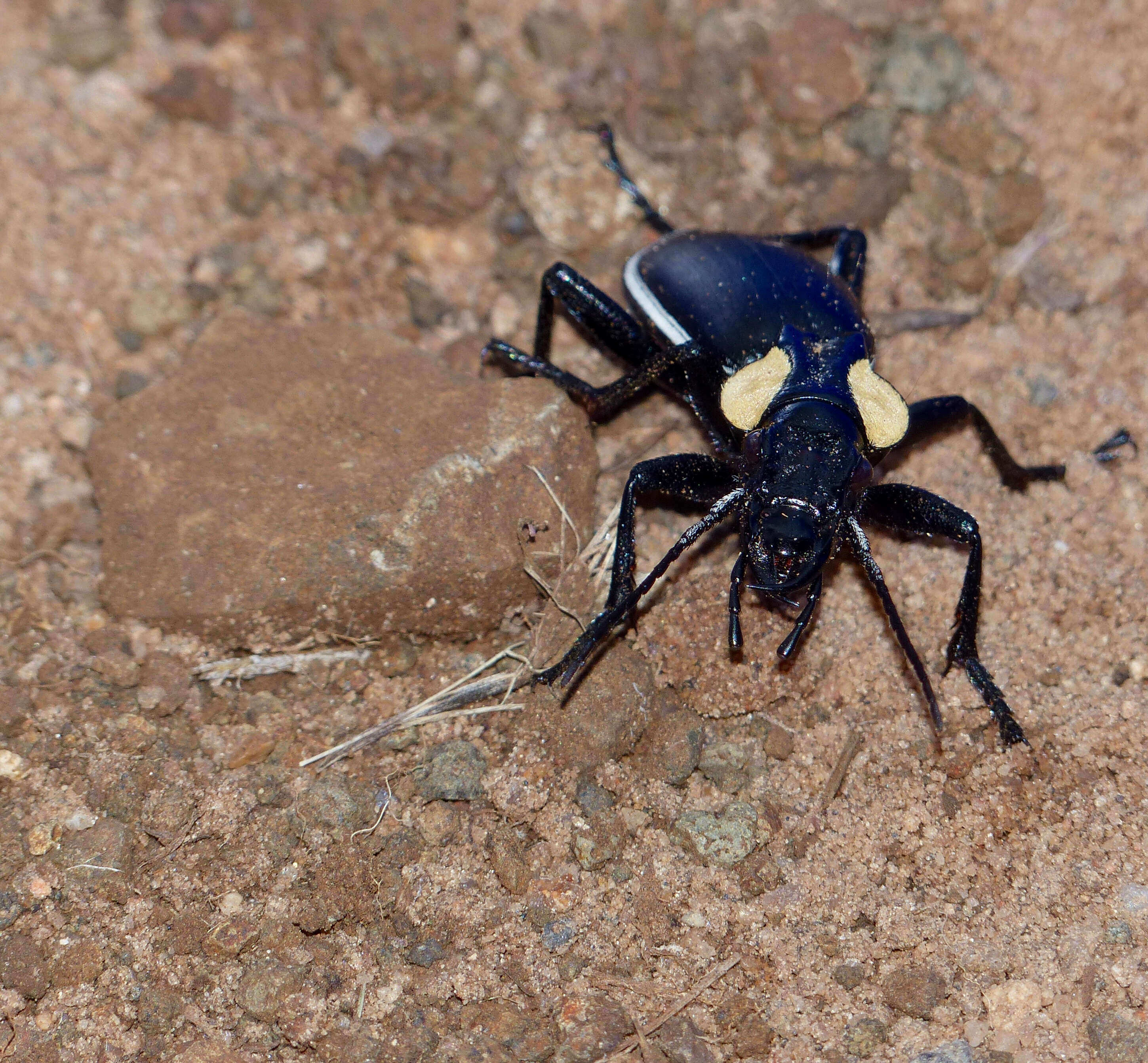 Image of Anthia (Anthia) thoracica (Thunberg 1784)