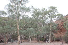 Image of Eucalyptus camaldulensis subsp. minima Brooker & M. W. Mc Donald