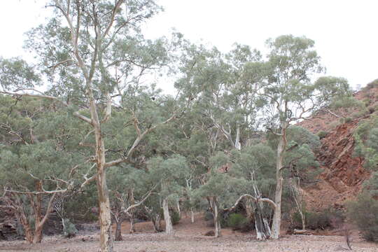 Слика од Eucalyptus camaldulensis subsp. minima Brooker & M. W. Mc Donald