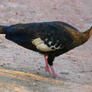 Image of Red-throated Piping Guan