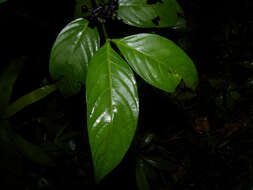Plancia ëd Psychotria tenerior (Cham.) Müll. Arg.