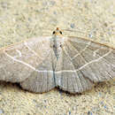 Image of Olive crescent moth