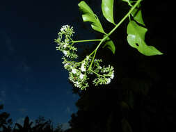 Imagem de Tournefortia bicolor Sw.