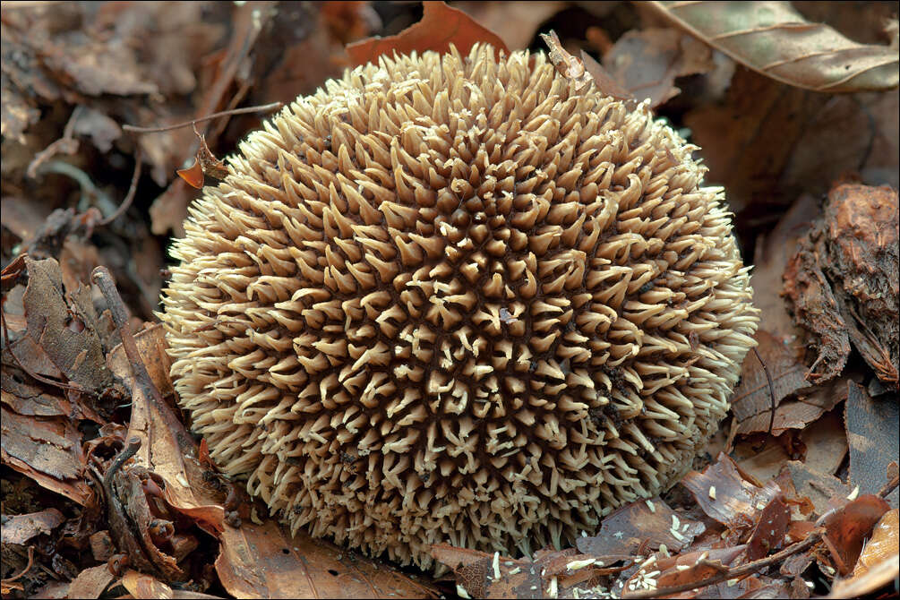 Imagem de Lycoperdon echinatum Pers. 1794