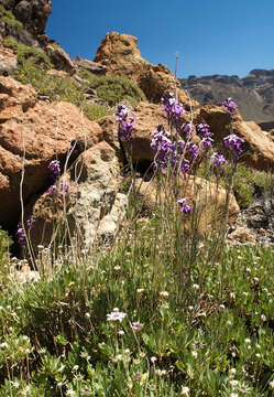 Image of Erysimum scoparium (Brouss. ex Willd.) Wettst.