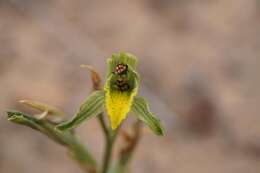 Plancia ëd Chloraea cristata Lindl.