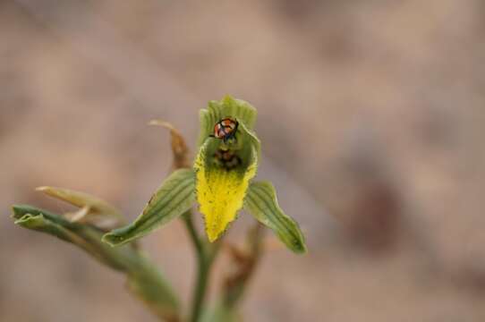 Image of Chloraea cristata Lindl.