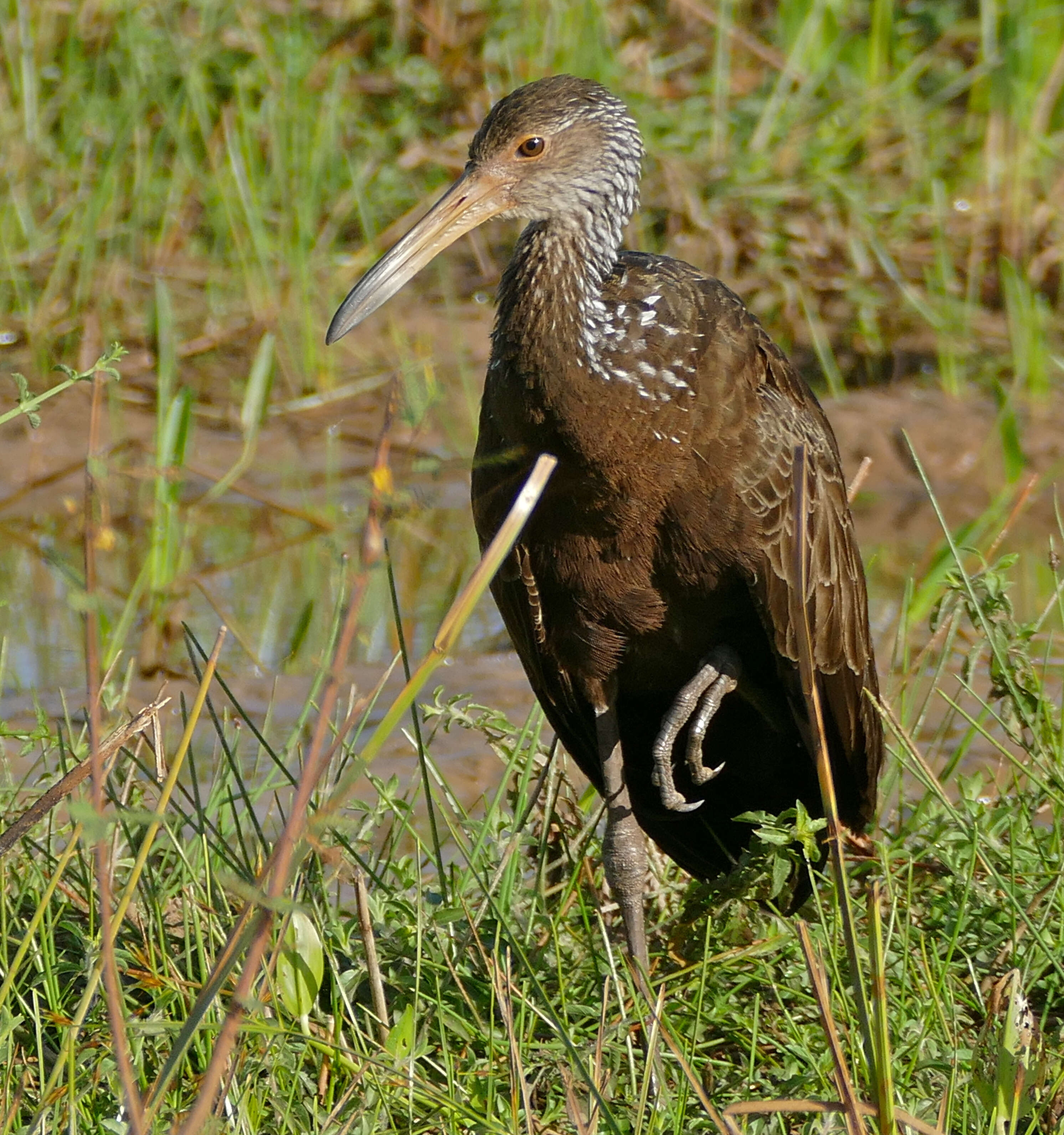 Image of limpkins