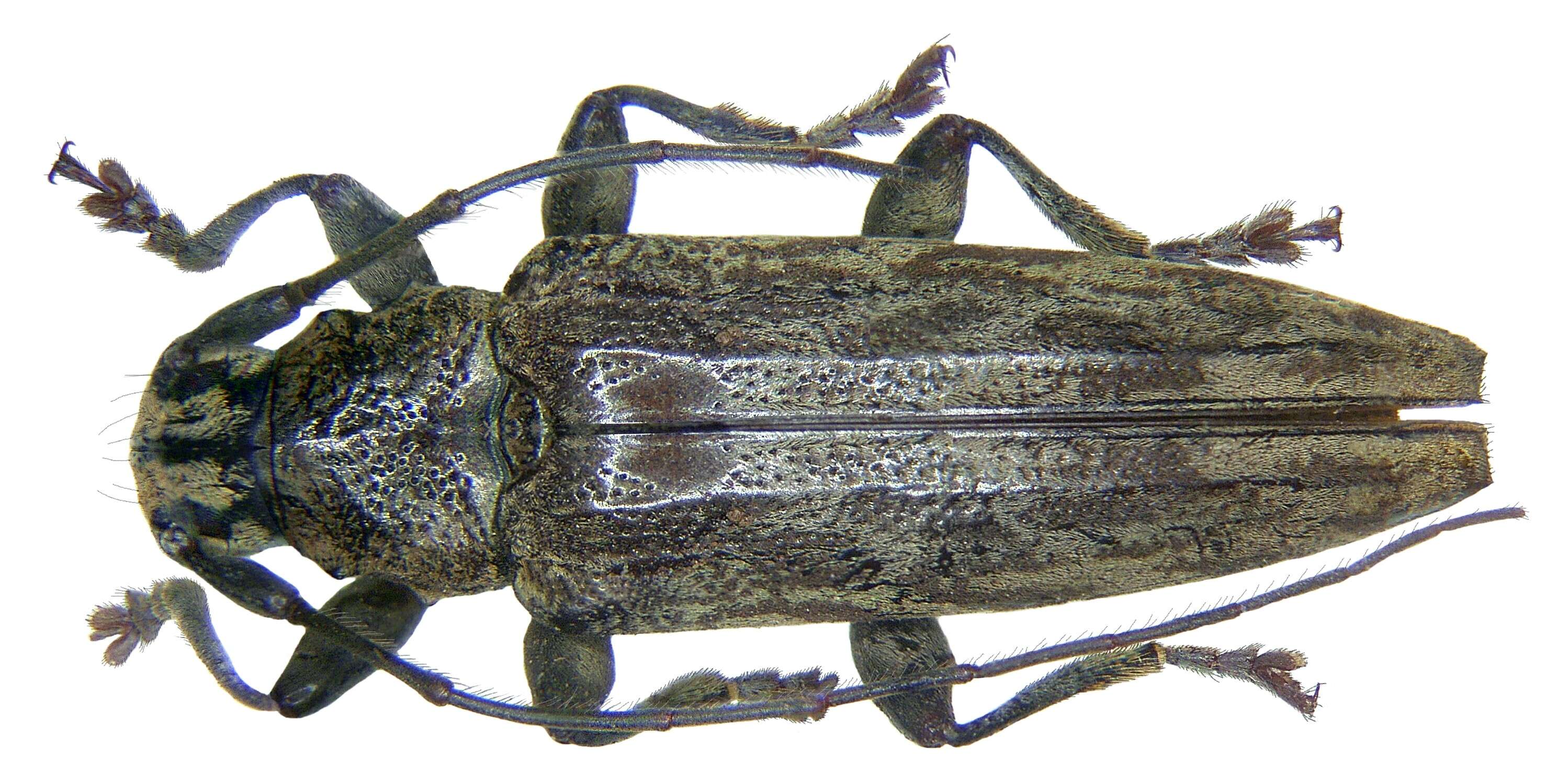 Image of Tmesisternus