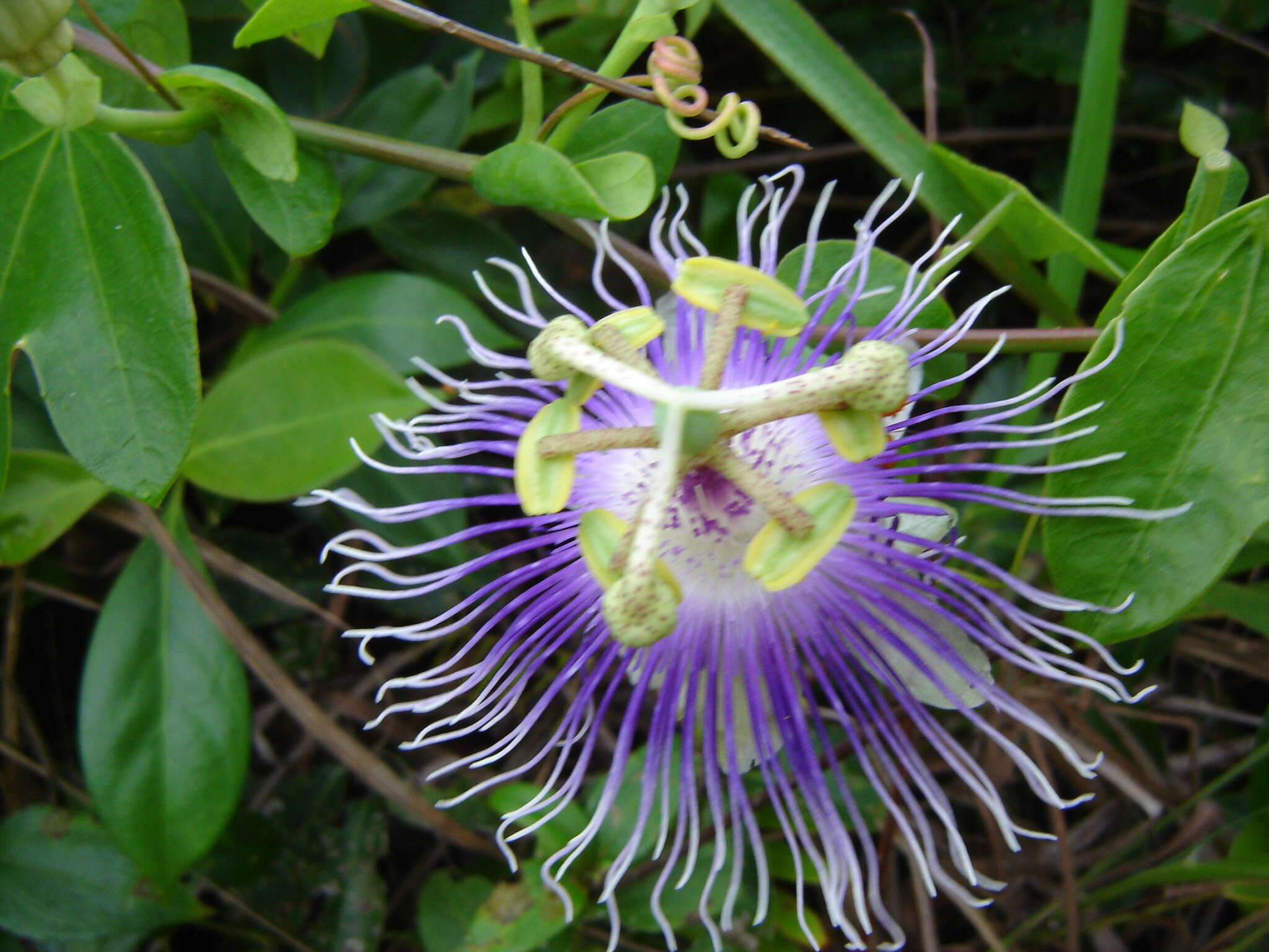 Image of Passiflora garckei Mast.