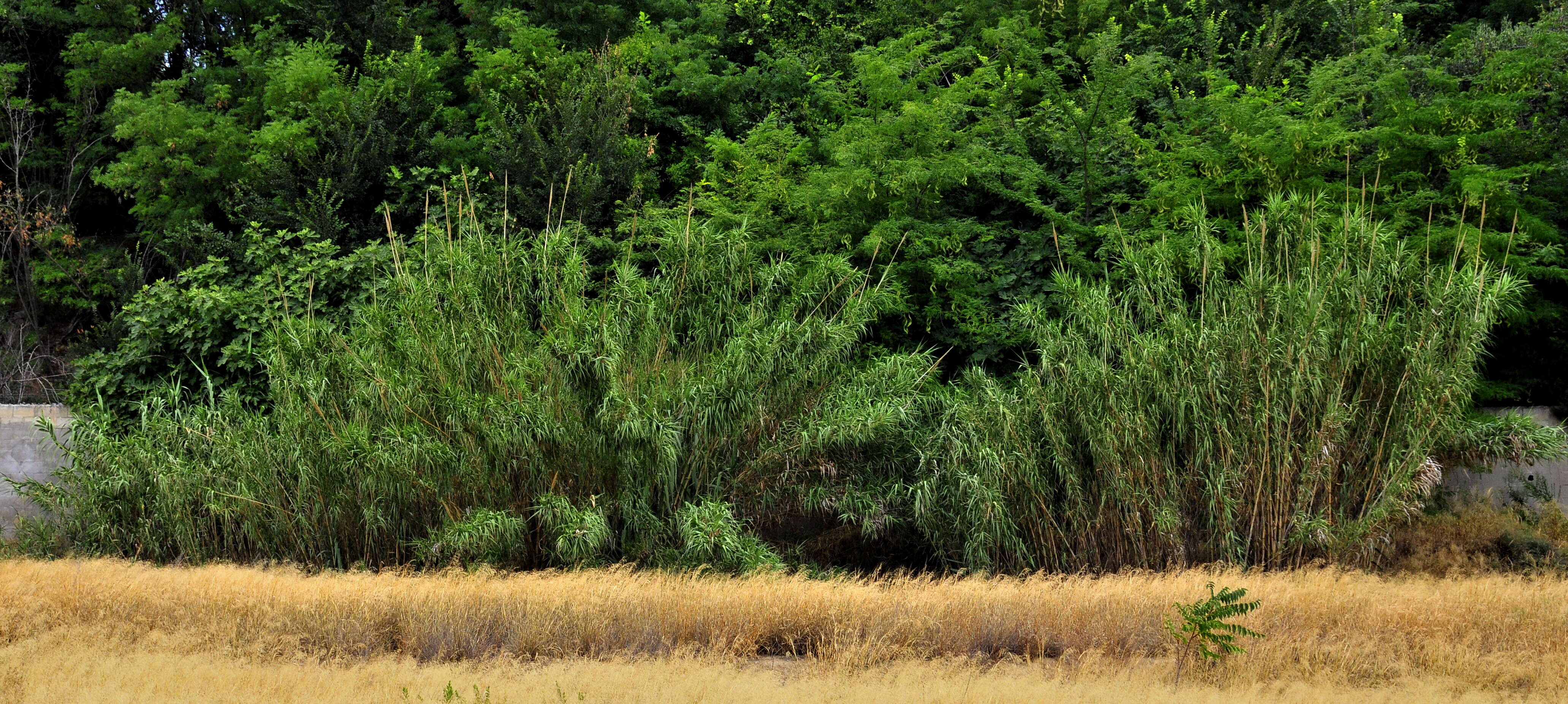 Image of giant reed