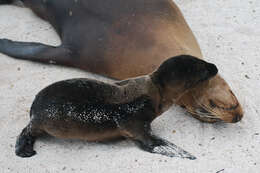 Image of Sea Lion