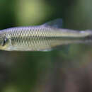 Image of Spotfin shiner