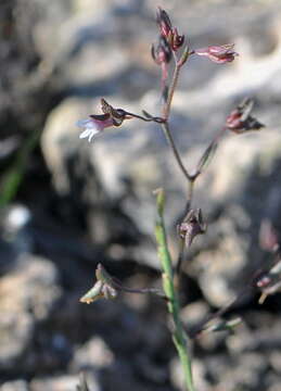 Image of dwarf snapdragon