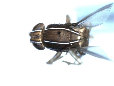 Image of Zaprionus verruca Chassagnard & McEvey 1992