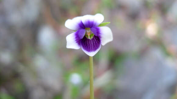 Image of Viola banksii K. R. Thiele & Prober