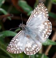 Image of Checkered-Skippers