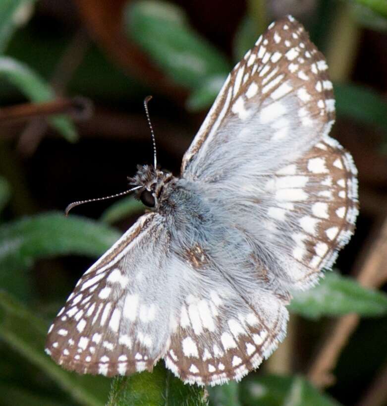 Image of skipper butterflies