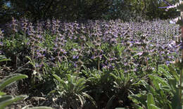 Imagem de Salvia sonomensis Greene