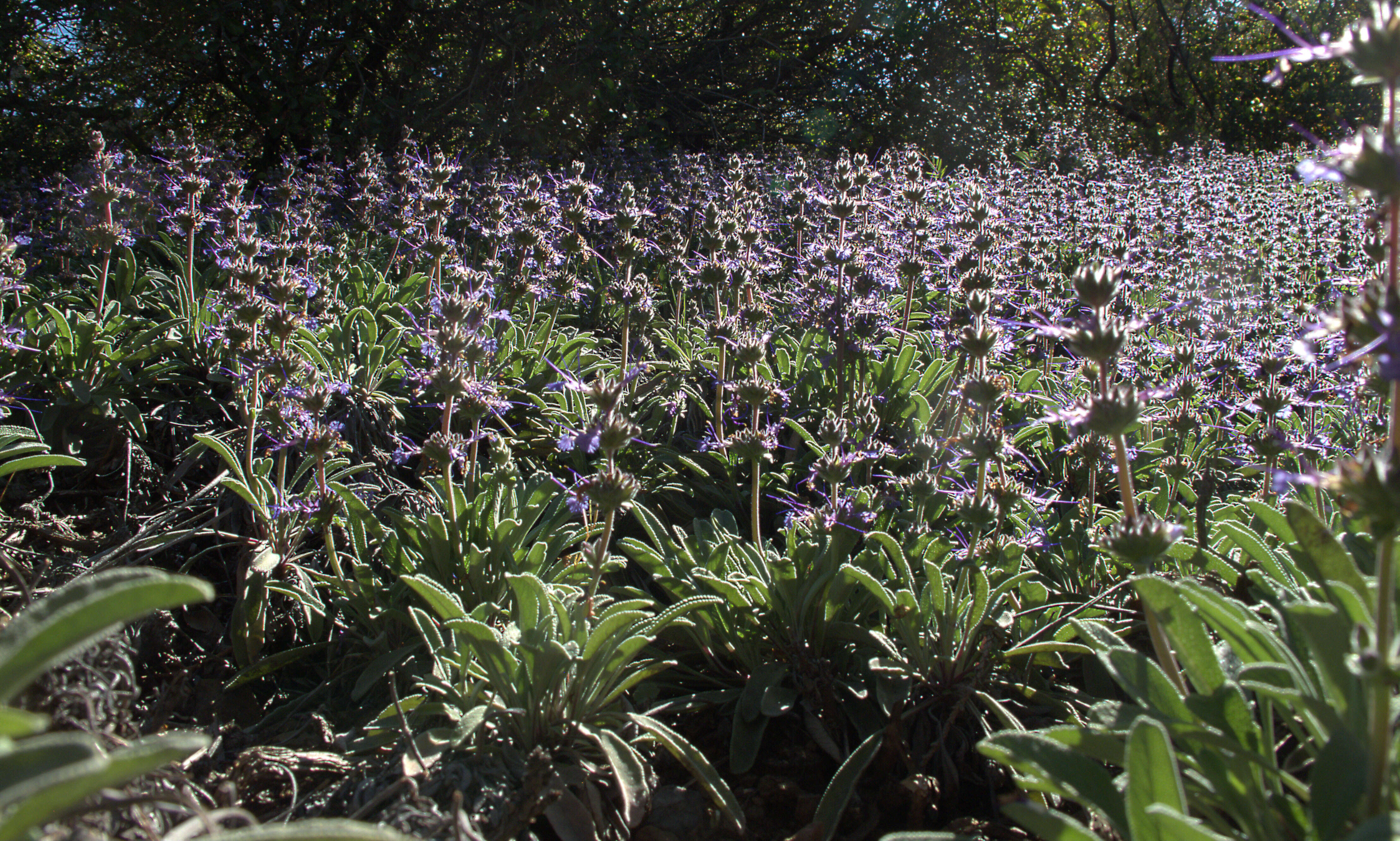 Image of creeping sage