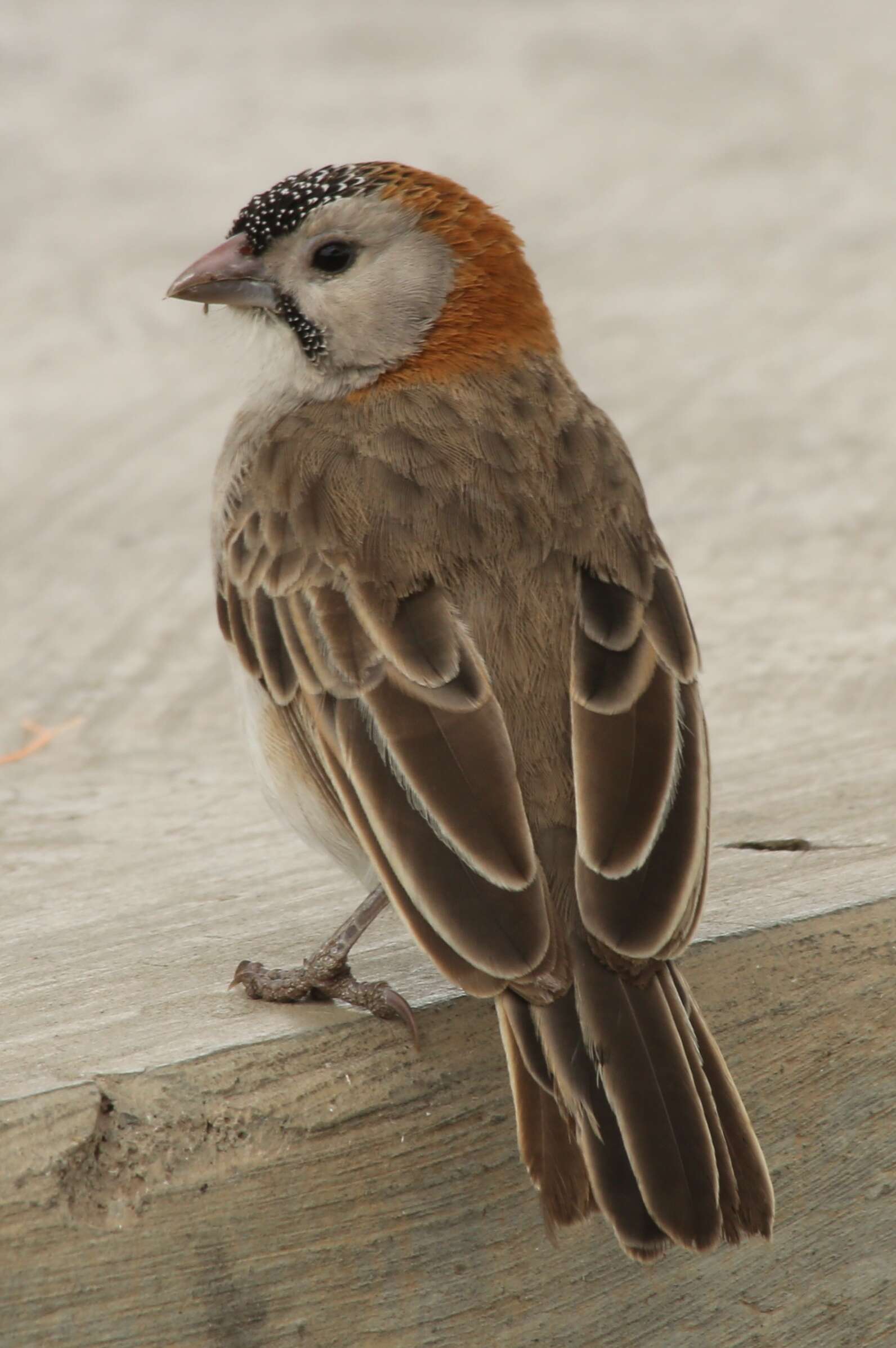 Image of Speckle-fronted Weaver