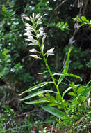 Image of Sword-leaved helleborine