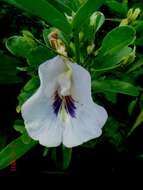 Image de Clitoria laurifolia Poir.