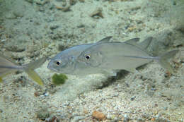 Image of Big-eye trevally