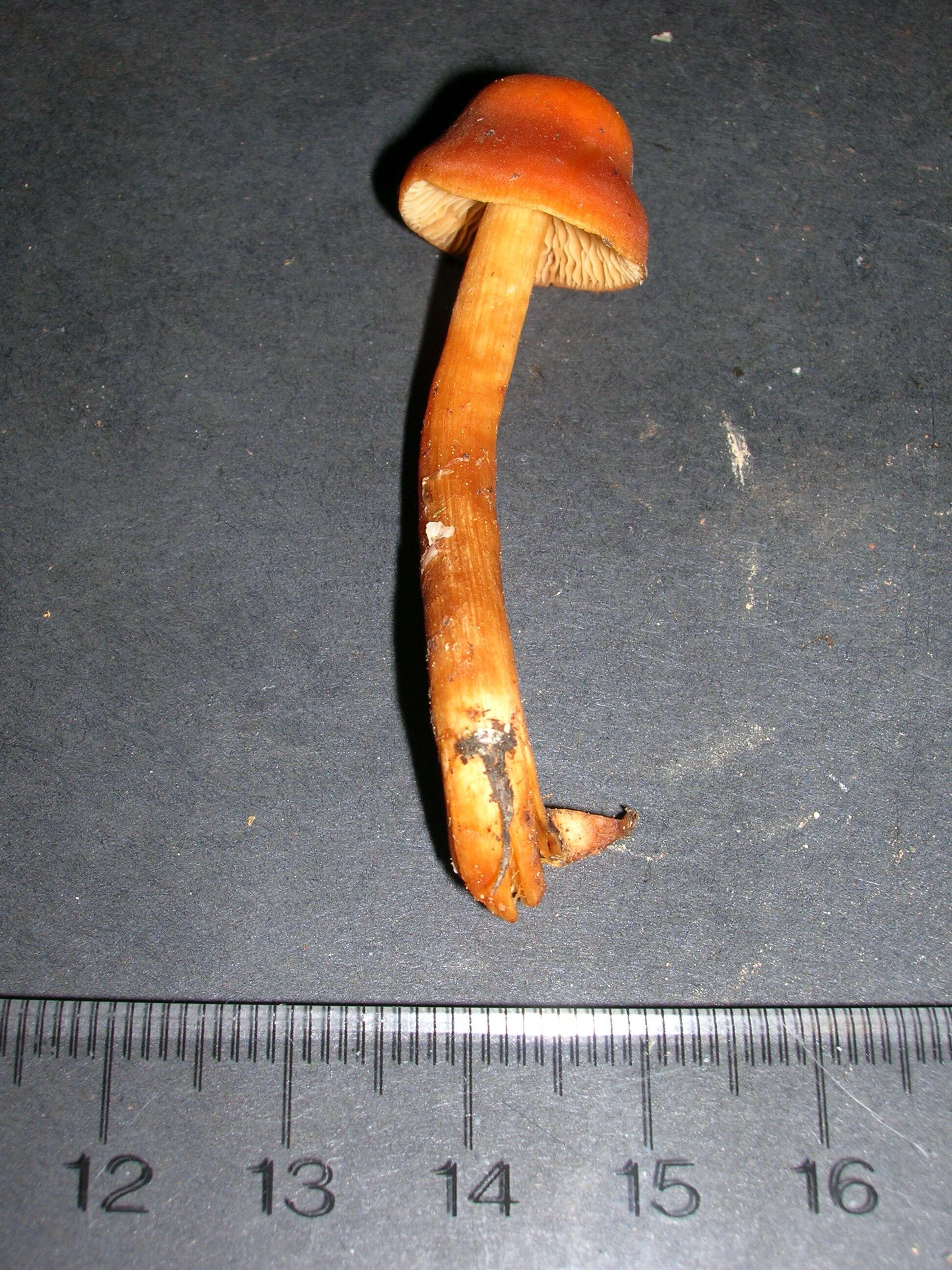 Image of Cortinarius renidens Fr. 1838